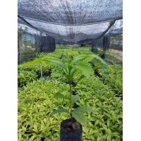 ราคา ต้นอะบิว พันธุ์ใต้หวัน สั่งขั้นต่ำ2ต้นขึ้นไป (21676596761)