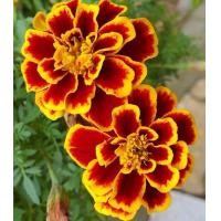 ราคา 100 เมล็ด ดอกดาวเรือง Marigold Flower Seeds สายพันธุ์ Golden (21342707191)