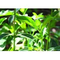 ราคา ต้นพันธุ์ อังกาบหนู เขี้ยวแก้ว เขี้ยวเนื้อ มันไก่ พร้อมปลูกในถุงดำ 59 บาท ไม้ประดับดอกสวย สมุนไพรมากคุณค่า (21669872044)