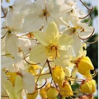 ราคา 15 เมล็ด ดอกคูน ดอกคูณ ดอกราชพฤกษ์ ดอกสีขาว (21288099712)