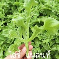 ราคา ไอซ์ แพลนท์ ถูกที่สุด10บ เมล็ดพันธุ์ไอซ์ แพลนท์ 50 300เมล็ด ปลูกง่าย อยู่ได้หลายปี ทานอร่อย ประโยชน์เยอะ (19163425698)