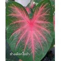 ราคา บอนสี 19แบบให้เลือกสีละ1หัว เฉพาะหัว ไม้หัว หัวบอนสี อิเหนา ปะแป้ง แดงวัว ลูกไม้ป่าก้านดำ ไกเซอร์ ร่อนทอง (9786473743)