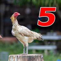 ราคา ไข่เชื้อไก่ชน เจ้าออฟติมัส ทายาทบัมเบิ้ลบี เยียร์ญี่ปุ่นง่อนก๋อย ทับกับแม่ก๋อยเยียร์ชุดวีไอพี และแม่ญี่ปุ่น ไข่เก็บใหม่ทุกวัน จัดส่งเร็ว (21689890404)