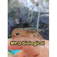 ราคา กุ้งก้ามแดงเพื่อการบริโภค 1 1 5 80ตัว (21621592295)