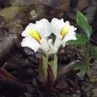 ราคา 2 เหง้า ชุด ตัวผู้ ตัวเมีย ว่านราคะ ว่านดอกทองมหาอุดม สุดยอดว่านมหาเสน่ห์ มีฤทธิ์ทางมหาเสน่ห์แก่ผู้ปลูกผู้ใช้อย่างสูงมาก อยู่ในจำพวกเดียวกับว่านดอกทอง (20977699161)