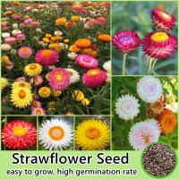 ราคา เมล็ดพันธุ์ ดอกกระดาษ คละสี 200เมล็ด ห่อ Mixed Strawflower Seed บอนสี ต้นไม้มงคล ต้นไม้ฟอกอากาศ บอนสีราคาถูก ต้นดอกไม้สวยๆ ดอกไม้จริง เมล็ดบอนสี ต้นบอนสี เมล็ดดอกไม้ บอนไซ ไม้ประดับ บอนสีพันหายาก ดอกไ