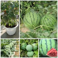 ราคา เมล็ดพันธุ์ แตงโม Watermelon Seeds Bonsai Tree Fruit Seeds ต้นไม้มงคล พันธุ์ไม้ผล ต้นผลไม้ เมล็ดพันธุ์พืช บอนไซ ต้นไม้ ต้นไม้ประดับ เมล็ดพันธุ์ผัก ต้นไม้แคระ เมล็ดพันธุ์แท้ ผักสวนครัว บรรจุ 20 เมล็ด ค