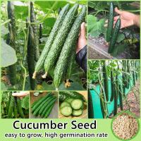 ราคา 50เมล็ด ห่อ เมล็ดพันธุ์ แตงกวา Cucumber Seed Vegetable Seeds for Planting เมล็ดผักต่างๆ เมล็ดพันธุ์ผัก เมล็ดบอนสี โรงงานปีนเขา เม็ดผักสวนครัว ผักออแกนิค ผักสด ปลูกผัก ผักสวนครัว พันธุ์ผัก เมล็ดพันธุ์ 