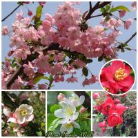 ราคา เมล็ดพันธุ์ ต้นไห่ถัง เมล็ดบอนสี Crabapple Flower Seeds ต้นไม้ประดับ ต้นไม้มงคล ต้นไม้ฟอกอากาศ ต้นดอกไม้สวยๆ ดอกไม้จริง พันธุ์ดอกไม้ บอนไซ ต้นไม้ ของแต่งสวน ต้นไม้หายาก เมล็ดดอกไม้ Malus plants เมล็ดพ
