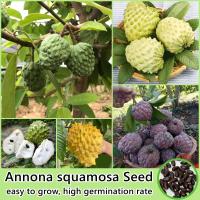ราคา 20เมล็ด ห่อ เมล็ดพันธุ์ น้อยหน่า Annona Seeds Custard Apple Fruit Seed เมล็ดผลไม้ บอนไซ ต้นไม้กินผล พันธุ์ไม้ผล ต้นพันธุ์ผลไม้ ไม้ประดับ ต้นไม้จริง ต้นบอนสี เมล็ดบอนสี ต้นผลไม้ เมล็ดพันธุ์บอนสี เมล็ดพ