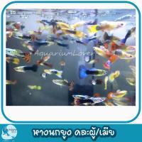 ราคา สำหรับตู้ปลา คนเลี้ยงปลา หางนกยูงคละเพศ คละสายพันธุ์ (21782262431)