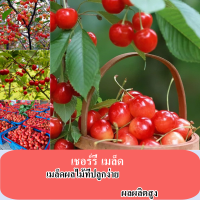 ราคา ต้นฉบับ 100 เมล็ด 30 เมล็ด แพ็ค เชอร์รี่ เมล็ด ในร่มและกลางแจ้งง่ายผลไม้กระถางต้นไม้ระเบียงพืชผลไม้เมล็ด ขายเมล็ดพันธุ์พืชจริง บ้าน ผู้จัดงาน พืชผล พืชสวน เมล็ดไม้ผล (21733754787)