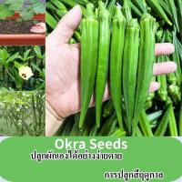 ราคา คุณภาพดี 30 เมล็ด แพ็ค Okra เมล็ด ระเบียงกระถางที่เรียบง่ายในร่มและกลางแจ้ง พืชs ผัก เมล็ด ขาย จริง เมล็ดพืช บ้าน ผู้จัดงาน พืชผัก พืชสวน ผัก เมล็ด เติบโตได้ง่าย เมล็ด อินทรีย์ (21724194379)