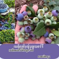 ราคา ถูกกฎหมาย 100 น้ำตาล เมล็ดพันธุ์บลูเบอร์ร เมล็ด สำหรับปลูกผลไม้แคระ เมล็ด เฟรช ต้นไม้บลูเบอร์รี่ เมล็ด เติบโตง่าย Blueberry Plant สวนบอนไซต้นไม้กระถางเมล็ดพืชสด ขายพืชบลูเบอร์รี่สดระเบียงผลไม้ในร่มพืช