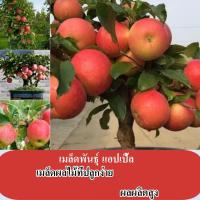 ราคา คุณภาพดี 50 เมล็ด แพ็ค เมล็ดพันธุ์ แอปเปิ้ล เมล็ด ระเบียงกระถางผลไม้ในร่มและกลางแจ้ง Apple เมล็ด การปลูกเมล็ดผลไม้ เมล็ดพันธุ์ แอปเปิ้ล เมล็ด ขายเมล็ดพันธุ์พืชจริง สำหรับผู้จัดบ้าน (21733846094)