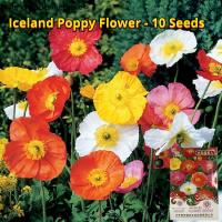 ราคา เมล็ดพันธุ์ ดอกป๊อปปี้ เมล็ดดอกป๊อปปี้ คละสี บรรจุ 10เมล็ด California Poppy Iceland Poppy Flower Seeds for Planting เมล็ดดอกไม้ พันธุ์ดอกไม้ บอนสีราคาถูก เมล็ดบอนสี ต้นไม้มงคล บอนสี ดอกไม้จริง ไม้ประด