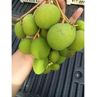 ราคา มะม่วงเบา สิงหนคร มะม่วงลูกเล็ก รสชาติเปรี้ยว กรอบ เก็บสดใหม่จากสวนทุกวัน (21408590142)