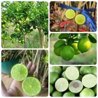 ราคา กิ่งพันธุ์มะนาวตายติพร้อมส่ง (17429641544)