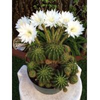 ราคา แคคตัส ดาวล้อมเดือน Echinopsis calochlora ขนาดกระถาง 4 นิ้ว (21561169172)