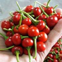 ราคา 12 เมล็ด พริก ผักสวนครัว เมล็ดพันธุ์ผัก ปลูกได้ทุกฤดู Pepper Chilli Seeds สายพันธุ์ พริกตุ้ม (21624565449)