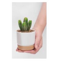 ราคา BestoreHome เฉพาะกระถาง กระถางต้นไม้ กระถางขนาดเล็ก กระถางต้นไม้น่ารักๆราคาถูก (8822181496)