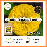 ราคา เมล็ดพันธุ์ ดอกบานชื่นกลีบซ้อนสีเหลือง บรรจุ 60 เมล็ด (21037949288)