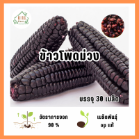 ราคา เมล็ดพันธุ์ข้าวโพดสีม่วง บรรจุ 30 เมล็ด (21763762041)
