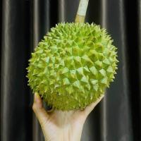 ราคา ส่งฟรี ทุเรียน ทุเรียนก้านยาว ก้านยาว เนื้อเนียนละเอียด ละมุน หวาน มัน อร่อย ทุเรียนจันทบุรี มีรับประกันสินค้า จัดส่งทั้งลูก (19399807556)