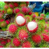 ราคา เงาะ เงาะโรงเรียน เงาะหวานสดใหม่จากสวน เนื้อหวาน อร่อย (21285326068)