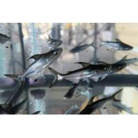 ราคา อาหารปลา ปaาเทพา size 2 3 มีประกันสินค้า (21676559334)