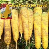 ราคา เมล็ดพันธุ์ หัวไชเท้า แครอท Radish Seeds Carrot Seeds Organic Vegetable Seeds เมล็ดหัวไชเท้า เมล็ดหัวไชเท้า เมล็ดพันธุ์ผัก ผักสวนครัว ผักออร์แกนิก พันธุ์ผัก เม็ดผักสวนครัว เมล็ดผัก ปลูกง่าย ปลูกได้ทั่