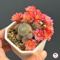ราคา รีบูเทีย Rebutia Hoffmannii แคคตัส กระบองเพชร cactus succulent (7073046235)