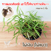 ราคา ต้นไผ่เงิน ไผ่แมว กระถาง 5 นิ้ว ต้นไผ่สำหรับน้องแมว อาหารแมว ไม้ประดับ (10714707831)
