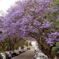 ราคา 15 เมล็ด ดอกคูน ดอกคูณ ดอกราชพฤกษ์ ดอกสีม่วงระย้า (21288118955)