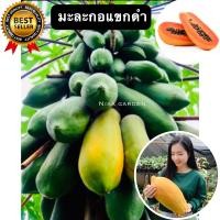 ราคา มะละกอแขกดำ 15 เมล็ด ทนแล้ง ทนฝน ผลดก เนื้อแดง ทานผลสุกได้ ใช้ตำส้มตำได้ เมล็ดมะละกอ (16833694362)