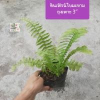 ราคา ต้นเฟิร์นใบมะขาม เฟิร์น Fishbone fern Sword fern ถุงเพาะ 3 ช่วยฟอกอากาศ เลี้ยงง่าย ชอบแดดรำไร (19320547166)