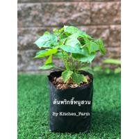 ราคา ต้น พริกขี้หนูสวน ผักสวนครัว ต้นละ 35 บาท 3 ต้น 100 บาท คละได้ (7512418918)