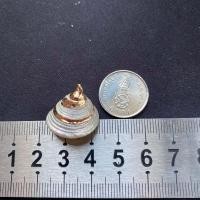 ราคา จี้เปลือกหอยสังข์ธรรมชาติ จี้หอยชุบทอง seashells pendant gold plated pendant (21566793854)