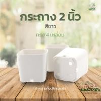 ราคา ถูกสุด สีขาว กระถางพลาสติก2 นิ้ว ทรงเหลี่ยม ไร้ขอบ กระถางพลาสติก กระถางแคคตัส กระถางต้นไม้ กระถางกระบองเพชร (19807718651)