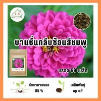 ราคา เมล็ดพันธุ์ ดอกบานชื่นกลีบซ้อนสีชมพู บรรจุ 60 เมล็ด (21037798746)