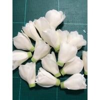 ราคา ดอกข่าบาน ดอกข่ากระดิ่ง (21036424856)