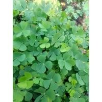 ราคา ผักแว่นน้ำแบบมีรากพร้อมส่งด่วน (19619096510)