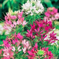 ราคา ประเทศไทยพร้อมสต็อก ผักเสี้ยนฝรั่งคละสี Cleome Spinosa Seeds เมล็ดบอนสี บอนสีหายาก บอนสีสวยๆ ต้นไม้มงคล บอนไซ ต้นไม้ฟอกอากาศ ต้นไม้ประดับ เมล็ดดอกไม้สวย plants พันธุ์ดอกไม้ เมล็ดดอกไม้ เมล็ดพันธุ์แท้ 