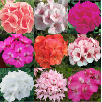ราคา เมล็ดพันธุ์ เจอราเนียม Geranium Seeds Bonsai plants flower seeds เมล็ดบอนสี บอนสีหายาก ต้นไม้มงคล ต้นไม้ฟอกอากาศ ต้นไม้ประดับ ดอกไม้จริง บอนไซ ต้นไม้ พันธุ์ดอกไม้ เมล็ดดอกไม้ บรรจุ 100 เมล็ด คุณภาพดี 