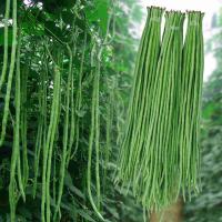ราคา คุณภาพสูงยาวถั่วผักอินทรีย์มีคุณค่าทางโภชนาการและอร่อยกินผัก Cowpea Bonsai Tree จริงพืชผักสำหรับสวนพืชขาย 50ชิ้นสำหรับปลูกอัตราการงอกสูงง่ายต่อการเติบโต (21306389106)