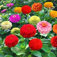 ราคา เมล็ดพันธุ์ ดอกบานชื่นคละสี 200 เมล็ด Mixed Zinnia Flower Seed เมล็ดพันธุ์แท้ ดอกบานชื่นซ้อน เมล็ดบานชื่น ต้นไม้มงคล (21565226610)