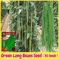 ราคา เมล็ดพันธุ์ ถั่วฝักยาว บรรจุ 30เมล็ด Green Long Beans Seed Organic Vegetable Seeds for Planting เมล็ดถั่วยาวสีเขียว ถั่วพุ่ม ผักออร์แกนิก เมล็ดพันธุ์ผัก บอนไซ พันธุ์ผัก เมล็ดผัก เมล็ดพันธุ์ OP แท้ ผัก