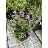 ราคา ต้นนีออนใบเงิน นีออแคระ ดอกสีม่วง กระถาง 5 6 นิ้ว (21838006336)