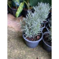 ราคา ต้นโรสแมรี่ โรสแมรี่คลูลิ่ง ใบมีกลิ่นหอม กระถาง 6 8 11 นิ้ว (21886185392)