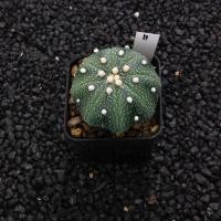 ราคา Astrophytum แคคตัส กระบองเพชร ราคาส่ง สวยๆ AA02 (17262814908)